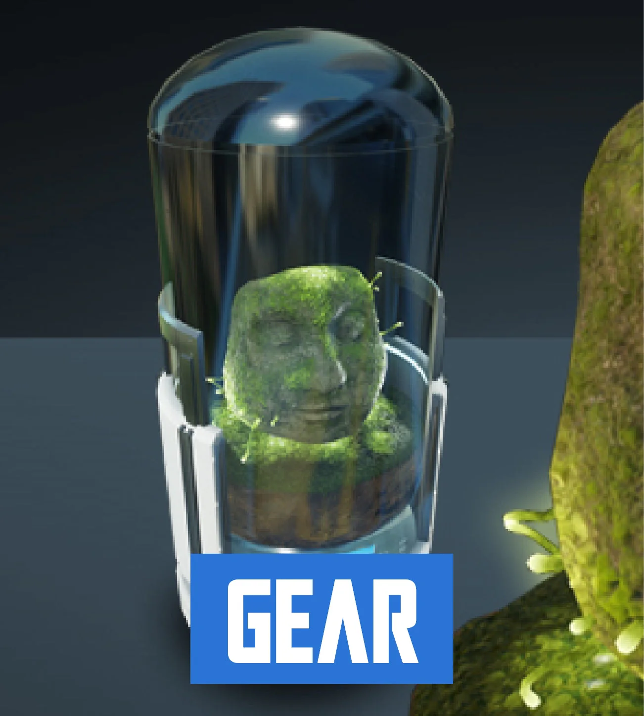 Conner's Beard Moss